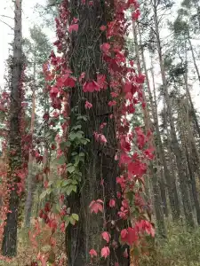 Михайлова Слобода - 31