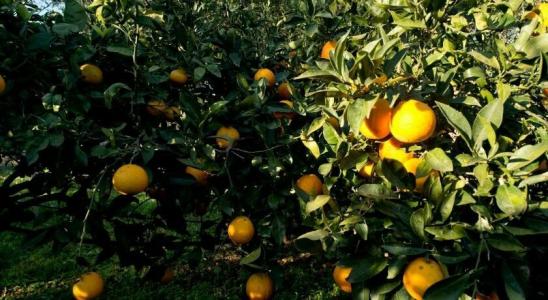 La Mimosa Case Vacanze - 48