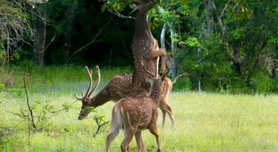 The Nature Park Villa - 1