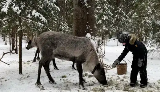 Северный олень - 26