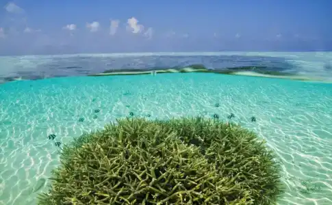 lti Maafushivaru Maldives - 41