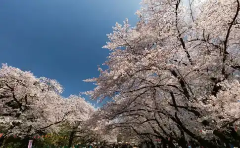 Toyoko Inn Tokyo Ueno Tawaramachi eki - 7