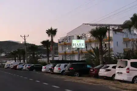 Hare - 1