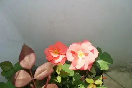 Cecilia Hostel - 12