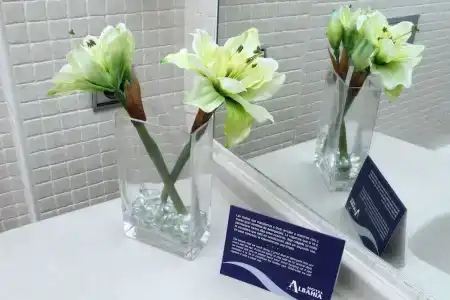 Albahia Alicante - 15