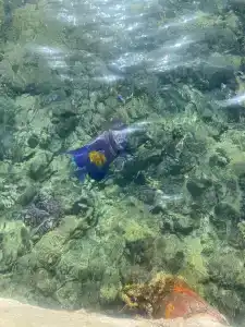 Desert Rose Resort - 47