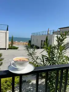 Павлония - 33