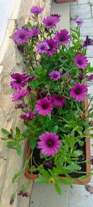 Элина - 34
