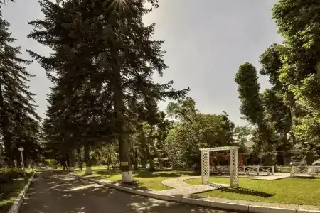 Платан - 1