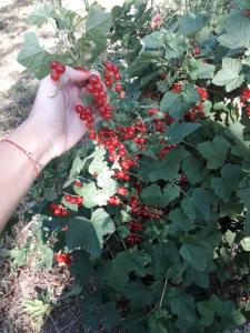 Лявониха - 54