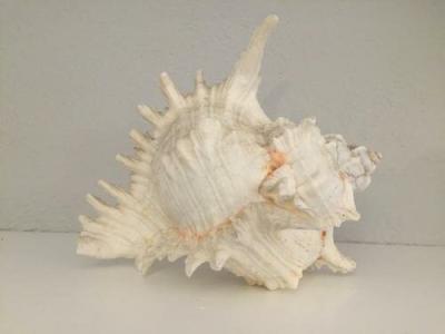 Conchiglia - 24