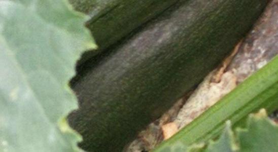 La Mimosa Case Vacanze - 42