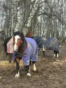 Ёжик в тумане - 49