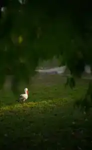 Romantic - 3
