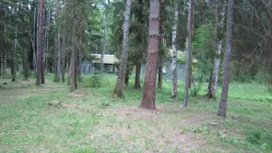 Лесной Родник - 99