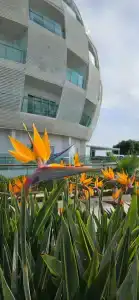 Gold Island - 19