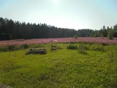 Курмойла - 49