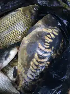 Полушкино - 23