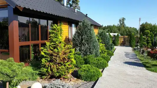 Подсолнух - 6