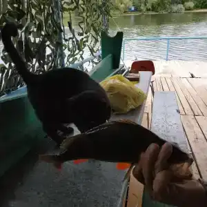 Бодрость - 88