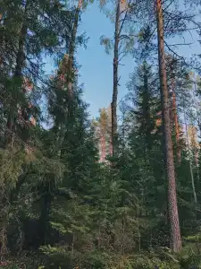Sky Wood Hills - 43