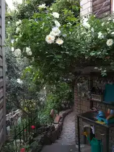 Ласточка - 8