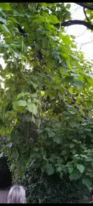 Чародейка - 41