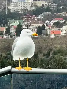 Зазеркалье - 26