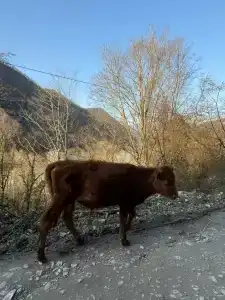 Chakmak - 36