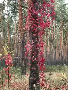 Михайлова Слобода - 15