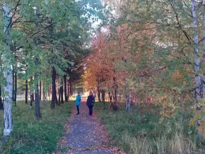 Кедр - 6