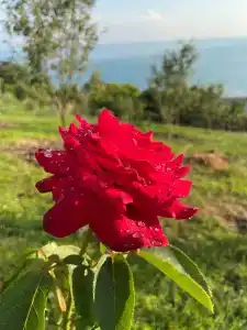 Chakmak - 21