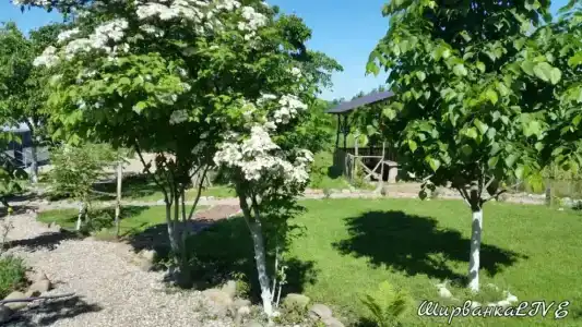 Ширванкаlife - 21