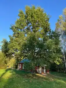 Подсолнухи - 46