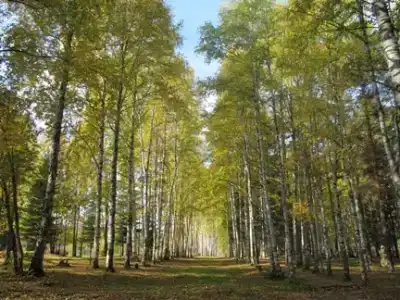 Сокол - 1