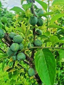 Усадьба Сафроновых - 26