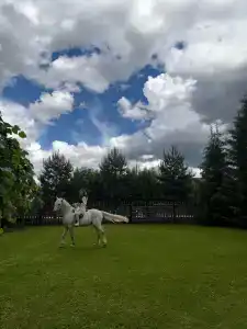 Золотой Полоз - 2