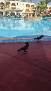 Royal Grand Albatros Sharm - Adults Only - 14