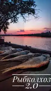 Рыбколхоз - 28