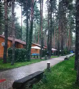 Чайка - 40