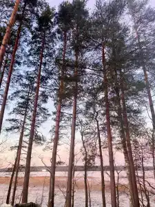 Сосновый берег - 19