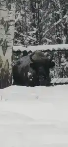 Орехово Лес - 34