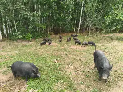 Надеждино - 48