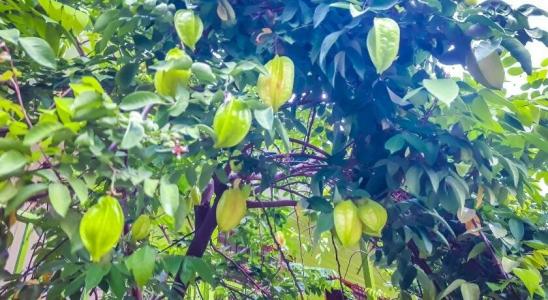 Oyo 691 Don Muang Boutique House - 32