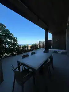 Павлония - 38