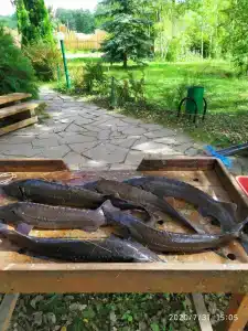 Алешкины пруды - 26