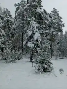 Пралеска - 5