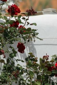 Intorno Al Fico - 44