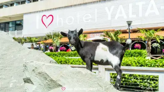 Ялта-Интурист - 91