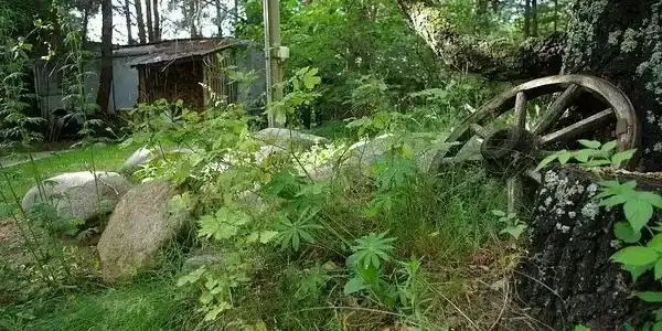 Лесная поляна - 24